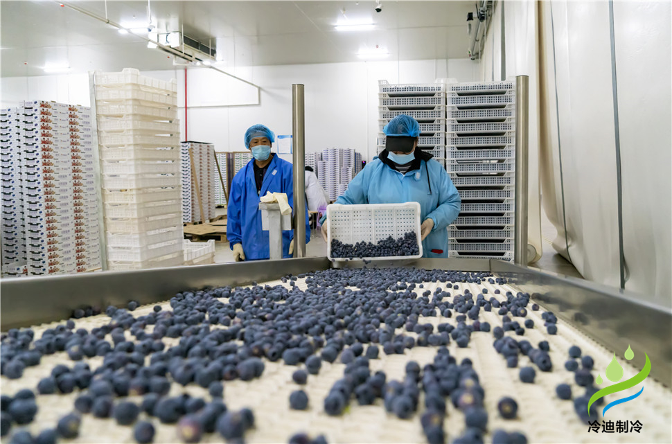 安裝一個100平米藍莓速凍冷庫造價多少錢？