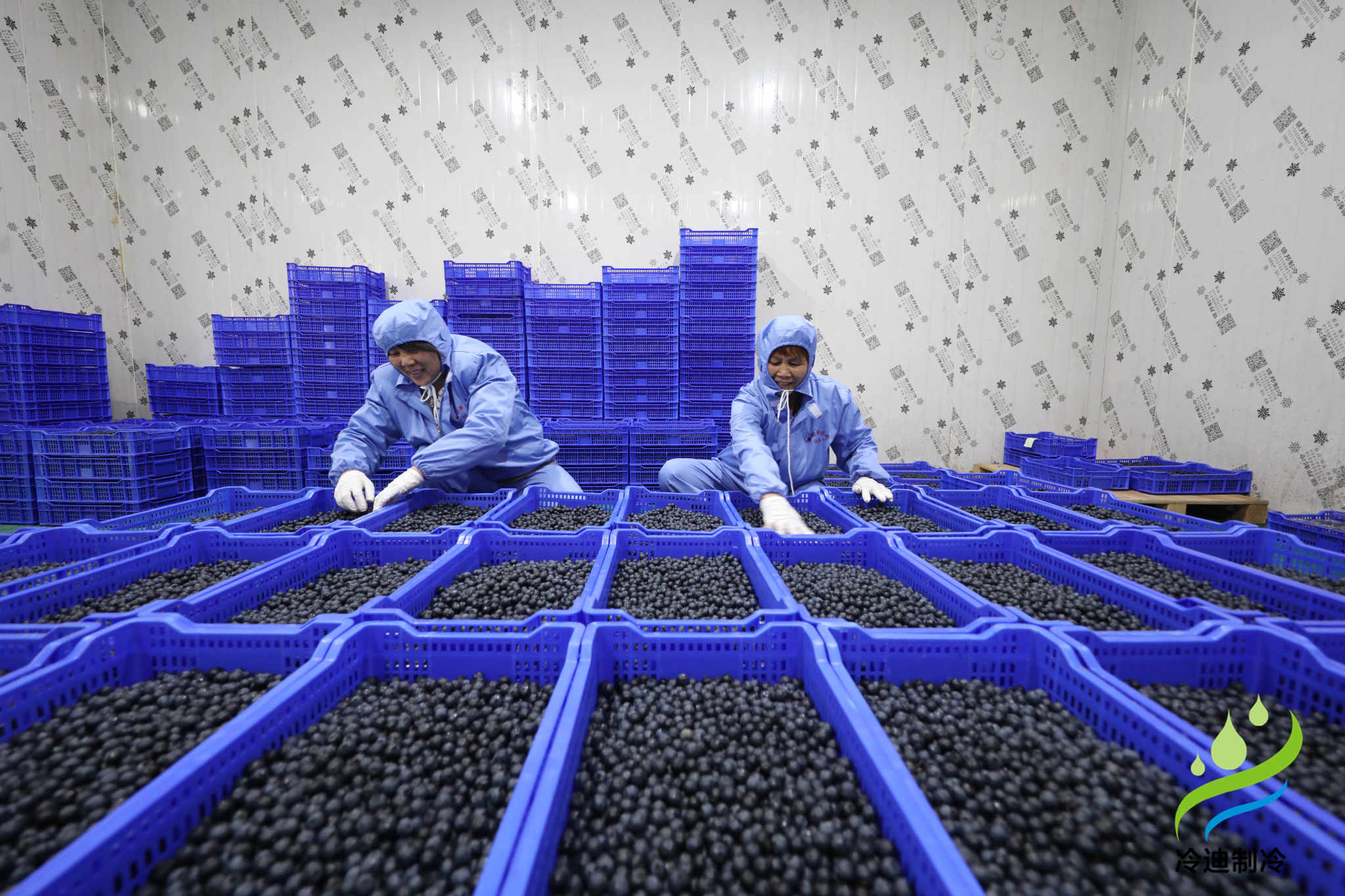 安裝一個100平米藍莓速凍冷庫造價多少錢？